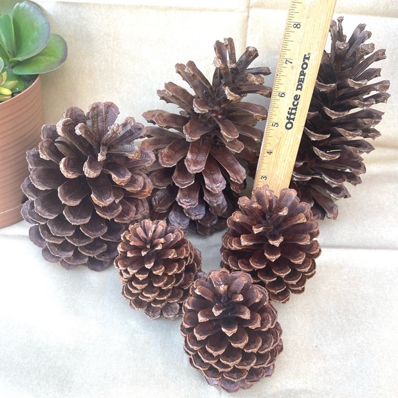 Florida Pine Cones Set Of 6 Clean & Sprayed W/ Clear Gold Finish - Picture 8 of 9